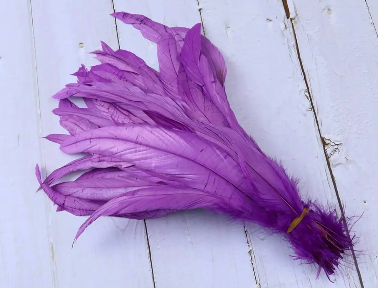 Iris Rooster Feathers V21