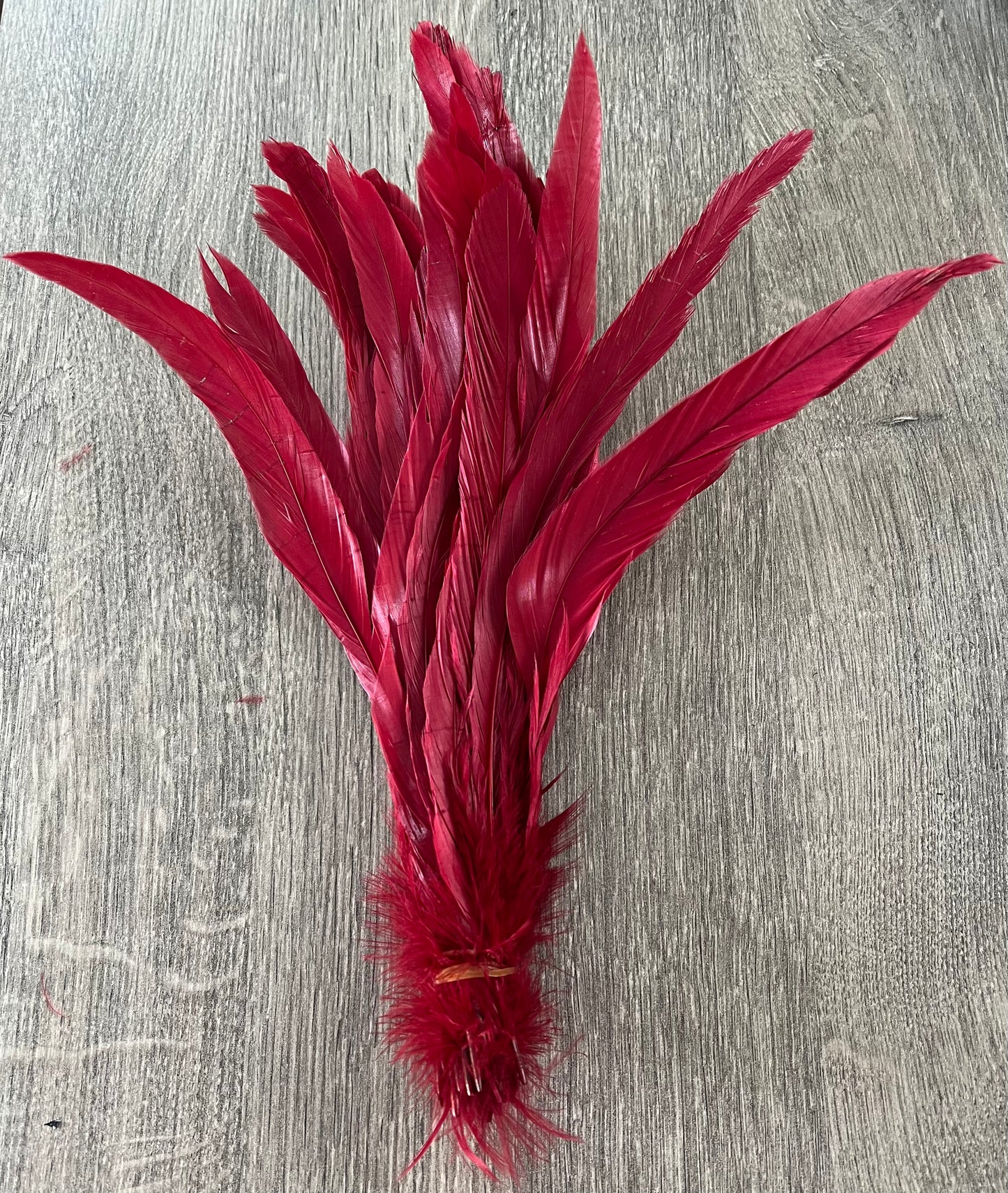 Iris Rooster Feathers V21