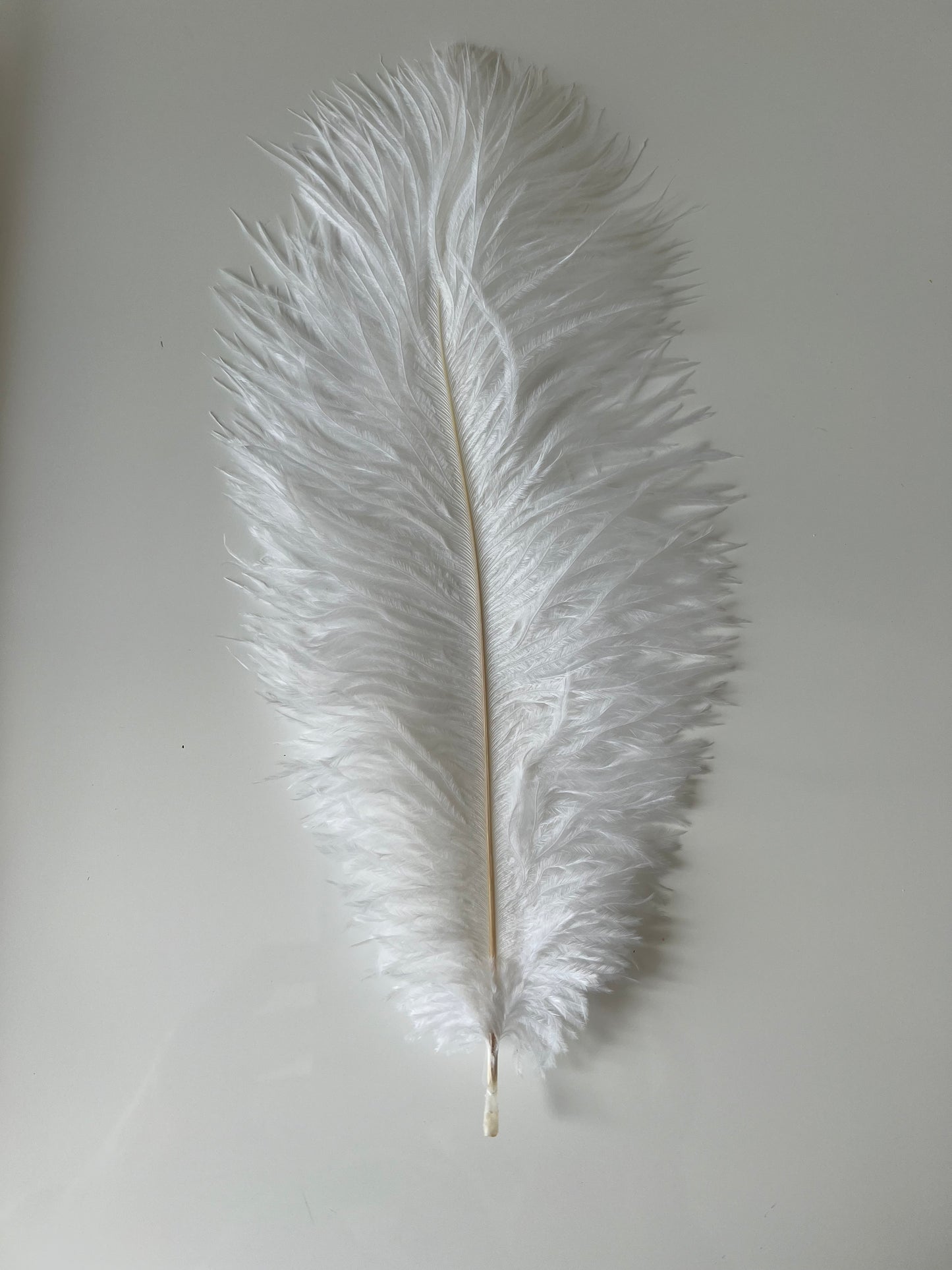 V57 Ostrich feather Plumes 10-12”