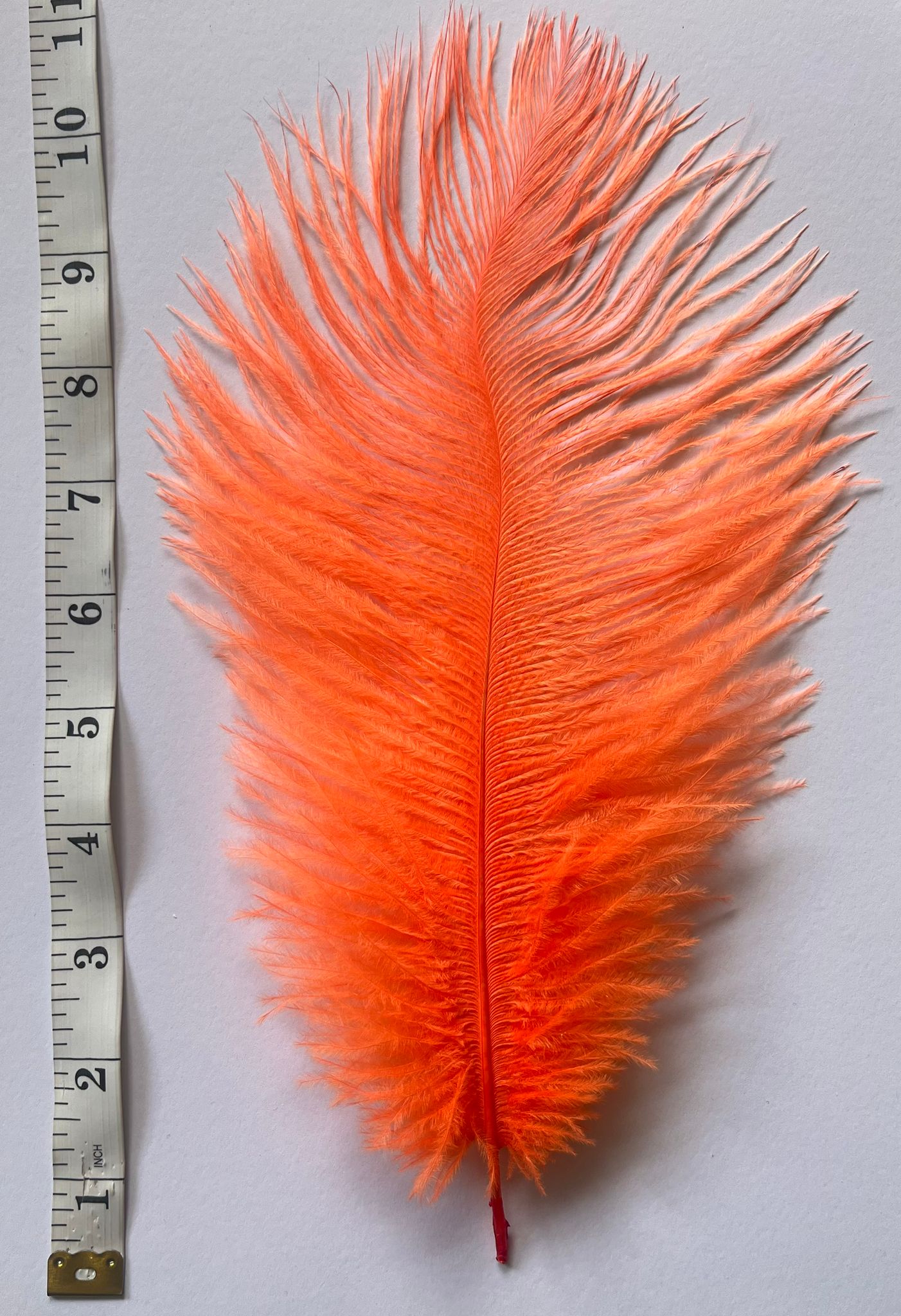 V57 Ostrich feather Plumes 10-12”