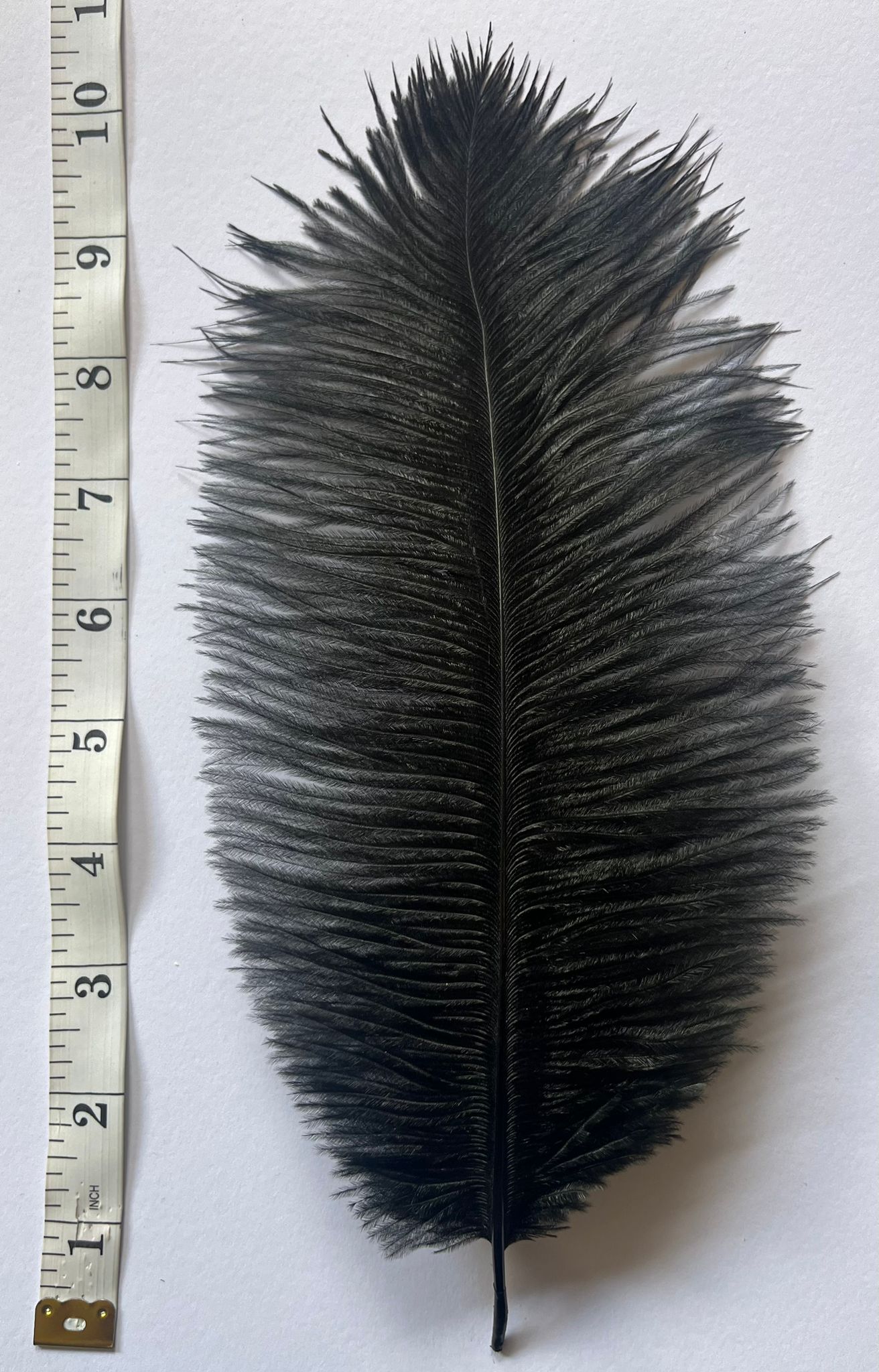 V57 Ostrich feather Plumes 10-12”