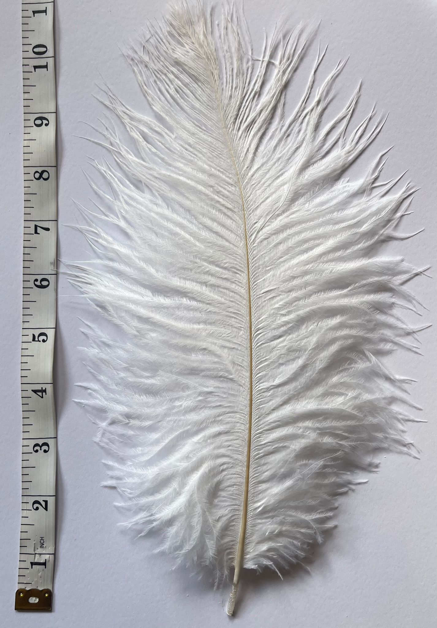 V57 Ostrich feather Plumes 10-12”