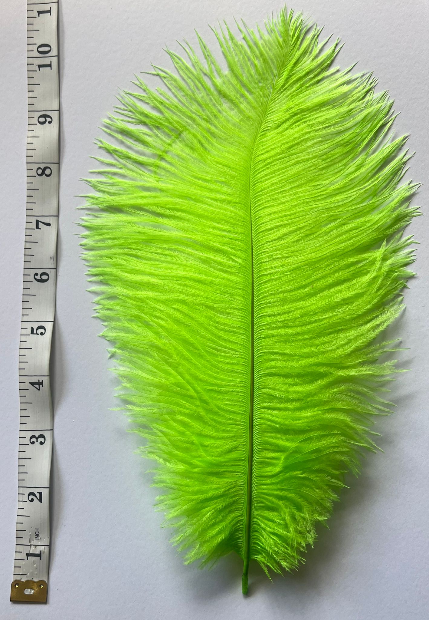 V57 Ostrich feather Plumes 10-12”